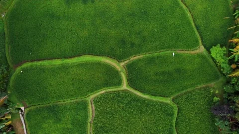 Top down view on rice terrace in Bali Indonesia Stock Footage 152784087