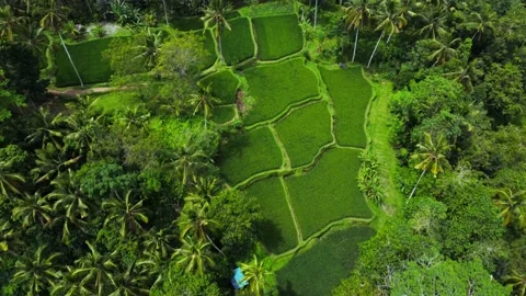 Top down view on rice terrace in Bali Indonesia Stock Footage 152784128