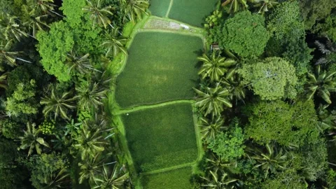 Top down view on rice terrace in Bali Indonesia Stock Footage 152784276