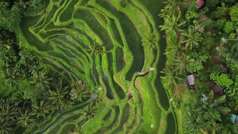 Top down view on rice terrace in Bali Indonesia Stock Footage 152784315