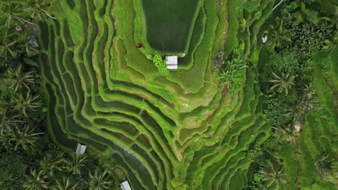 Top down view on rice terrace in Bali Indonesia Video stock 152784346