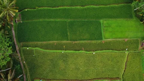 Top down view on rice terrace in Bali Indonesia Stock Footage 153733199