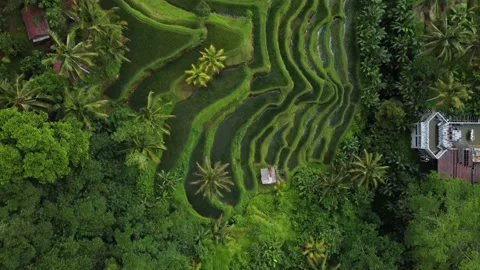 Top down view on rice terrace in Bali Indonesia Stock Footage 153733228
