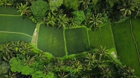 Top down view on rice terrace in Bali Indonesia Stock Footage 154354045