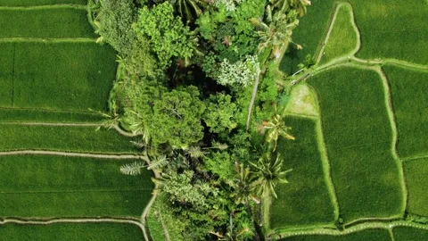 Top down view on rice terrace in Bali Indonesia Stock Footage 154358243