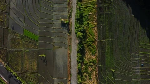 Top down view on rice terrace near to the road Stock Footage 157905634