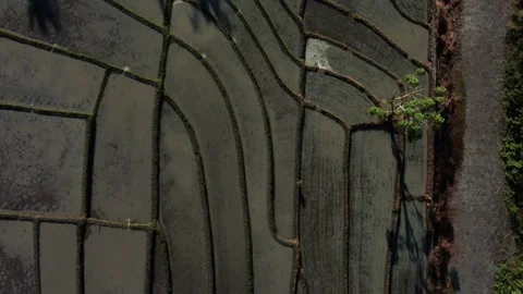 Top down view on rice terrace near to the road Stock Footage 158098132