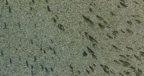 Top down view of River. Aerial view of Water flowing in Tagliamento River Stock-Footage 203289024