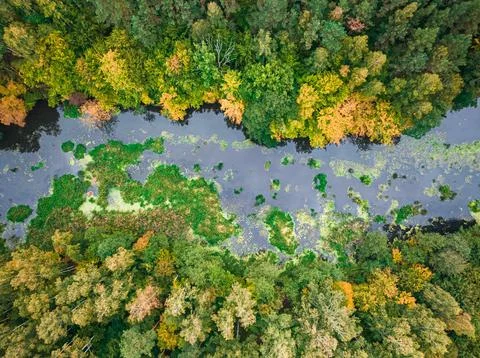 Top down view of river and forest in autumn. Stock Photos