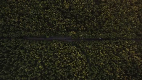 Top down view of a road built in a forest area. Stock Footage 170007736