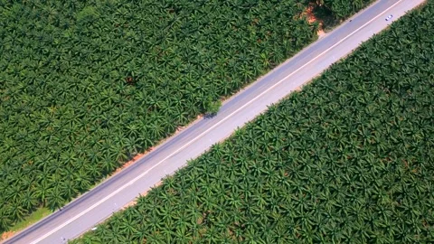 Top-down view of road cutting through oil palm plantation in Krabi, Thailand Vídeos de archivo 340837359