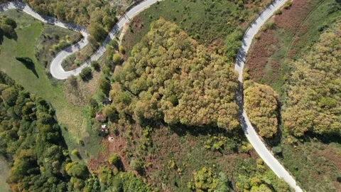 Top down view road in forest Stock Footage 222803011