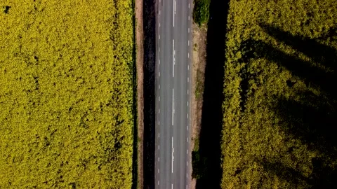 Top down view of a road through 2 yellow fields Video stock 154967573