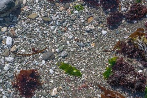 Top Down View of Rock Pool with Pebbles and Seaweed Cornwall UK Stock Photos