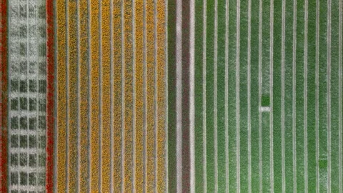 Top down view of rows of flower fields in the pattern in The Netherlands sp.. Stock Footage 322959489