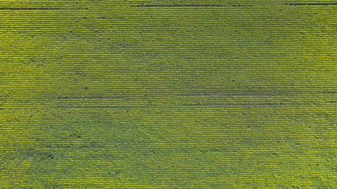 Top down view of rows of sunflowers in a field Stock Footage 209185882