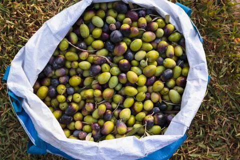 Top down view of a sack full of organic olives Stock Photos
