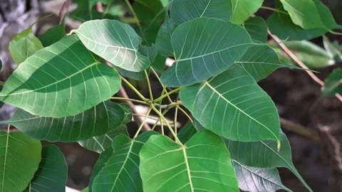Top Down View of Sacred Peepal Tree Leaves Showing Intricate Vein Patterns. Stock Footage 335035933