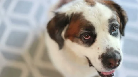 Top down view of Saint Bernard dog smiling, video Stock Footage 64974825