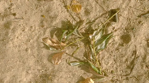 Top-down view of sandy ground with drifting leafy branch and scattered leaves in Stock Footage 345401922