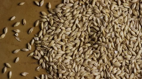 Top down view of scattered barley grains on brown background Video stock 328085631