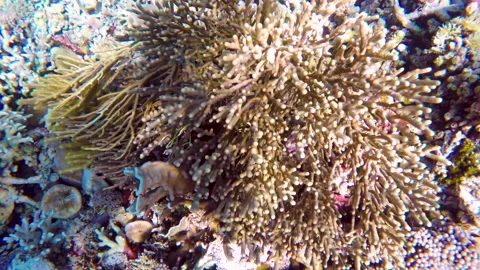 Top-down view of sea bottom covered with colorful coral structure Stock Footage 135654606