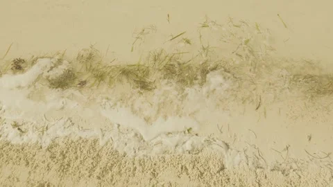 Top Down View of Sea Foam and Seagrass Washing onto Sandy Shore Stock Footage 345916110