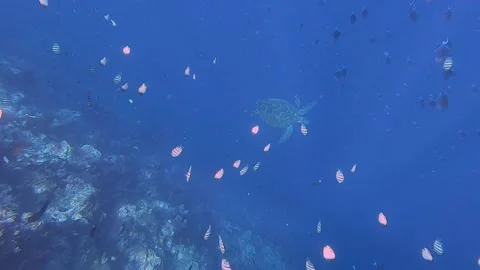 Top Down View of Sea Turtle and Shell near a Coral Reef with Fish around Stock Footage 142657423