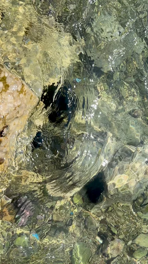 Top-down view of the seabed with sea urchins visible through the crystal-clear Stock Footage 314941463