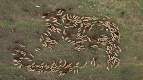 Top down view of a shepherd gathering the sheep and goats from the hill into one Video stock 210882029