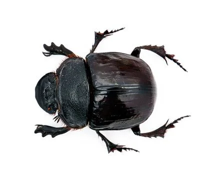 Top down view of shiny black dung scarab beetle specimen isolated on white .. Stock Photos