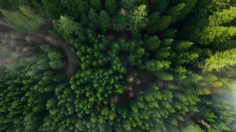 Top-down view shows a green pine forest with a winding path through the clouds Stock Footage 276360922