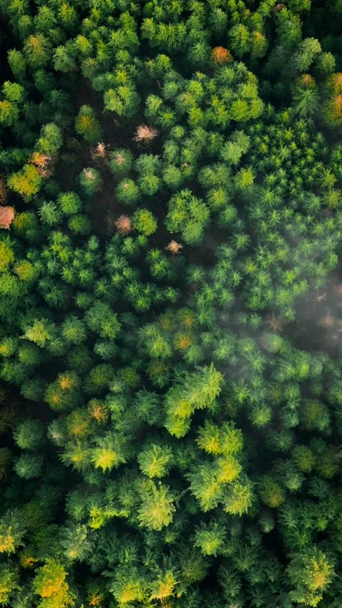 Top-down view shows a green pine forest through the clouds. Canadian nature Stock Footage 285854073