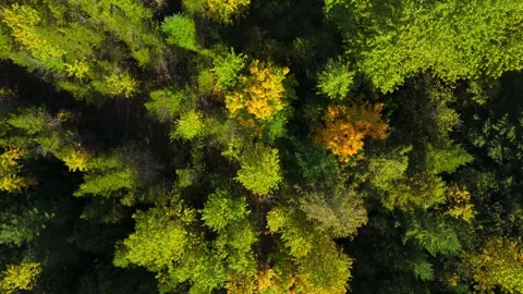 Top-down view shows a green pine forest. Canadian nature Stock Footage 287453759