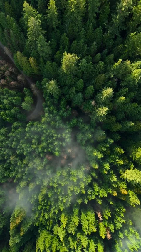 Top-down view shows a green pine forest through the clouds. Canadian nature Video stock 340407963