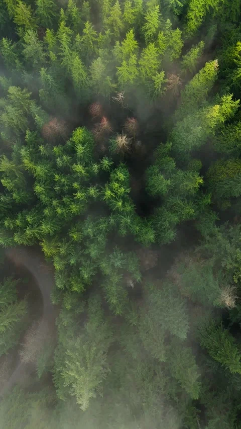 Top-down view shows a green pine forest with a winding path through the clouds Stockbeeldmateriaal 342756602