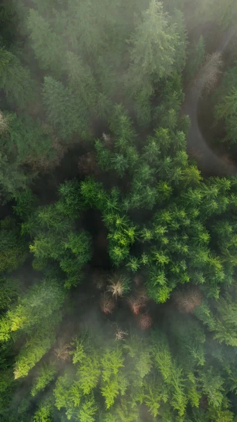 Top-down view shows a green pine forest through the clouds. Canadian nature 库存影片 342836188