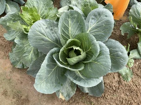 Top Down View Of Single Green Cabbage Plant Growing In Organic Soil Stock Photos