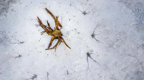 Top down view at a single tree trunk in a frozen lake, captured from above by a Stock Photos