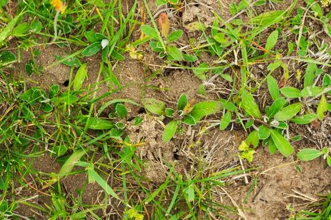 Top down view of small anthill openings and pests moving in a patch of dirt.. Stock Photos