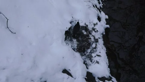 Top down view of a small black bird making a nest or searching food in white Stock Footage 302975108