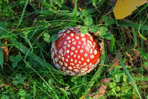 Top down view, small fly agaric ( Amanita muscaria ) in forest grass Stock Photos