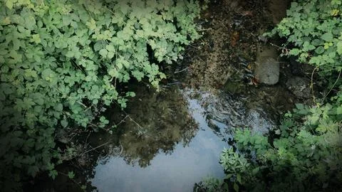 Top-Down View of a Small Forest Stream Surrounded by Lush Greenery Stock-Fotos