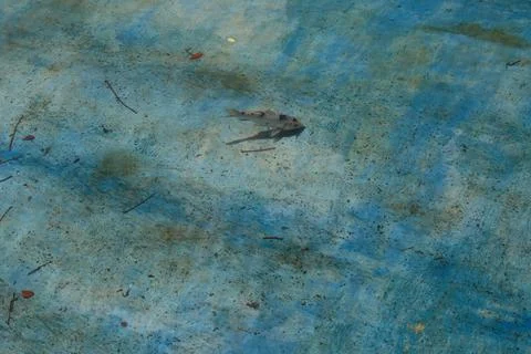 Top-down view of a small freshwater fish swimming through shallow Stock Photos