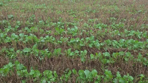 Top Down View Of Small Green Crop Leaves In Agricultural Rows Stock Footage 348025981