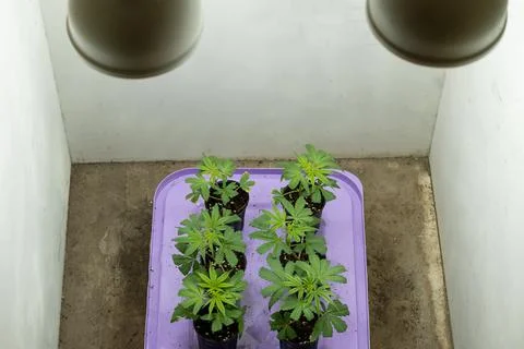 Top down view of small green marijuana plants growing in a pot, under artific Stock Photos