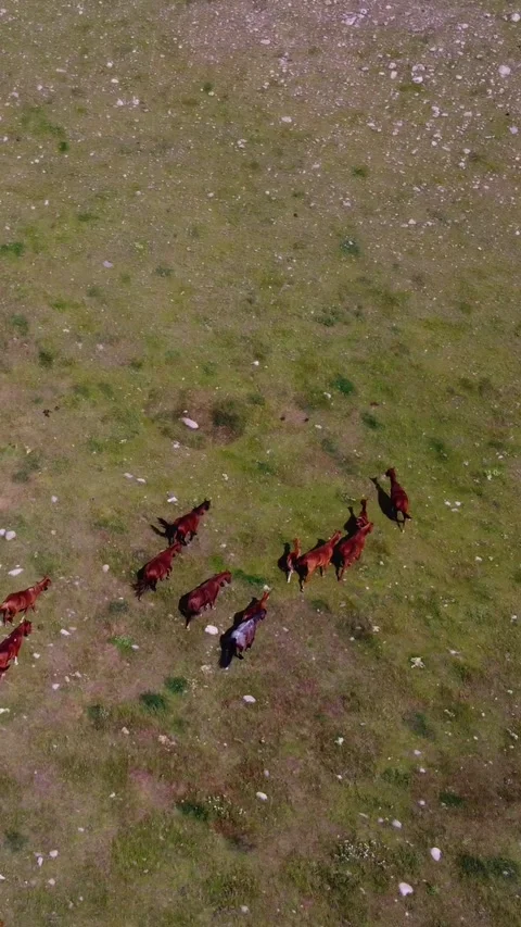Top down view of a small horse herd running across a vast green and mountains Stock Footage 336691885