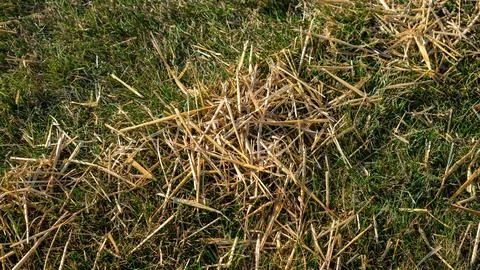 Top-Down View of Small Patch of Hay on Green Grass 库存照片