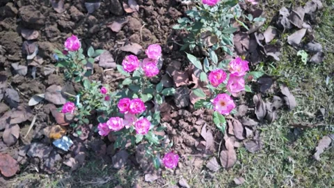Top Down View of Small Pink Roses Blooming in Natural Garden Soil Stock Footage 329798213