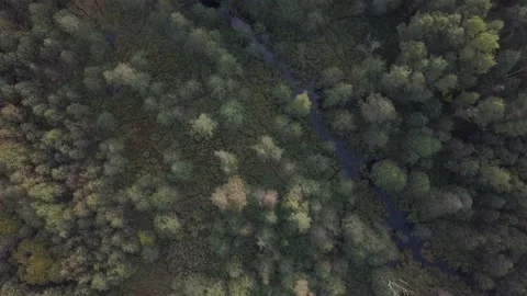 Top down view on a small river and ponds in forest. Drone footage. Stock Footage 153497432
